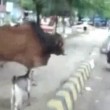 India, capra testa a testa con un toro in strada 2