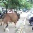 India, capra testa a testa con un toro in strada