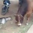 India, capra testa a testa con un toro in strada 5