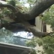 Usa, albero sprofonda tetto stanza: 20enne sopravvive per miracolo
