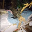 Usa, albero sprofonda tetto stanza: 20enne sopravvive per miracolo3