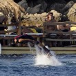 Luigi Berlusconi, acrobazie acquatiche a villa Certosa con gli amici11