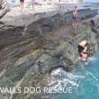 VIDEO YouTube: cane travolto da onda finisce in mare, turisti lo soccorrono 05