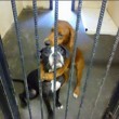 Kala e Keira, i due cani si abbracciano: la FOTO li salva dall'eutanasia
