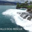 VIDEO YouTube: cane travolto da onda finisce in mare, turisti lo soccorrono 01