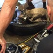 Usa, pompieri salvano cane con testa incastrata nel pneumatico 2