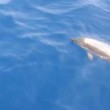VIDEO YouTube: delfini tra Ponza e Ventotene. Turisti li riprendono dalla barca 2