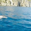 VIDEO YouTube: delfini tra Ponza e Ventotene. Turisti li riprendono dalla barca 3