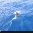 VIDEO YouTube: delfini tra Ponza e Ventotene. Turisti li riprendono dalla barca 5