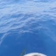 VIDEO YouTube: delfini tra Ponza e Ventotene. Turisti li riprendono dalla barca 4