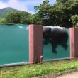 VIDEO YouTube, Giappone: gli elefanti nuotano in piscina nello zoo2