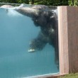 VIDEO YouTube, Giappone: gli elefanti nuotano in piscina nello zoo6
