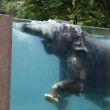 VIDEO YouTube, Giappone: gli elefanti nuotano in piscina nello zoo7