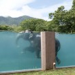 VIDEO YouTube, Giappone: gli elefanti nuotano in piscina nello zoo3
