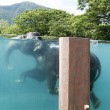 VIDEO YouTube, Giappone: gli elefanti nuotano in piscina nello zoo4