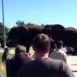 VIDEO YouTube: elefante rovescia una macchina dopo aver visto l'addestratore5