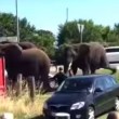 VIDEO YouTube: elefante rovescia una macchina dopo aver visto l'addestratore4