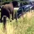 VIDEO YouTube: elefante rovescia una macchina dopo aver visto l'addestratore3