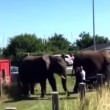 VIDEO YouTube: elefante rovescia una macchina dopo aver visto l'addestratore2