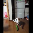 VIDEO YouTube: il gatto terrorizzato da un cetriolo 01
