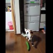 VIDEO YouTube: il gatto terrorizzato da un cetriolo 02