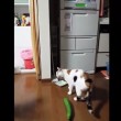 VIDEO YouTube: il gatto terrorizzato da un cetriolo 03