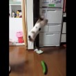 VIDEO YouTube: il gatto terrorizzato da un cetriolo 04