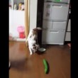 VIDEO YouTube: il gatto terrorizzato da un cetriolo 05