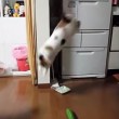 VIDEO YouTube: il gatto terrorizzato da un cetriolo