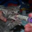 gatto nasce senza labbro e non riesce a bere e mangiare, 2 operazioni gli salvano la vita3