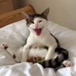 FOTO - Gatto castrato si sveglia senza testicoli: urlo disperato