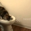 VIDEO YouTube: chi va in bagno e non tira l'acqua? Sorpresa: il gatto2