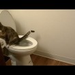 VIDEO YouTube: chi va in bagno e non tira l'acqua? Sorpresa: il gatto3