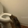 VIDEO YouTube: chi va in bagno e non tira l'acqua? Sorpresa: il gatto4