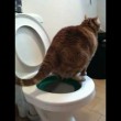 VIDEO YouTube: chi va in bagno e non tira l'acqua? Sorpresa: il gatto5
