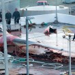 Islanda comincia la caccia delle Balene07
