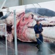 Islanda comincia la caccia delle Balene06