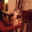 VIDEO YouTube: cane husky mangia tortino marijuana per sbaglio, ecco la sua reazione7