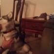 VIDEO YouTube: cane husky mangia tortino marijuana per sbaglio, ecco la sua reazione6