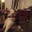VIDEO YouTube: cane husky mangia tortino marijuana per sbaglio, ecco la sua reazione5