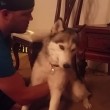 VIDEO YouTube: cane husky mangia tortino marijuana per sbaglio, ecco la sua reazione4