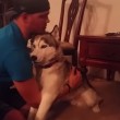 VIDEO YouTube: cane husky mangia tortino marijuana per sbaglio, ecco la sua reazione2