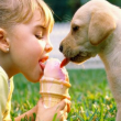 Ice Bau, gelato per cani: nuova moda dell'Estate 2015