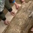 Russia, corpo di bambino nella mummia medievale di betulla 5