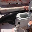 delfino salta a bordo di una barca e frattura caviglie ad una donna