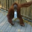 orango femmina di 5 anni si fa giro nello zoo e torna nel recinto2