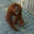 orango femmina di 5 anni si fa giro nello zoo e torna nel recinto1