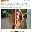 orango femmina di 5 anni si fa giro nello zoo e torna nel recinto