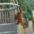 orango femmina di 5 anni si fa giro nello zoo e torna nel recinto5