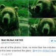 Usa, orso grizzly lancia sasso contro barriera zoo: vetrata regge ma si crepa3